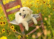 开云体育app-从慕尼黑到迈阿密，佩德里如何以德国式翻盘，在2026世界杯接管比赛