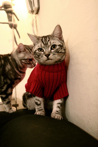 当约基奇用实力定义伟大,北京队用坚韧点亮夜空—跨越篮球世界的双重证明