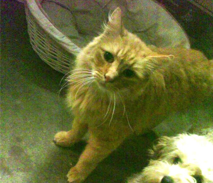 牙买加之夜,赖斯封神,拜仁巅峰对决的胜负手