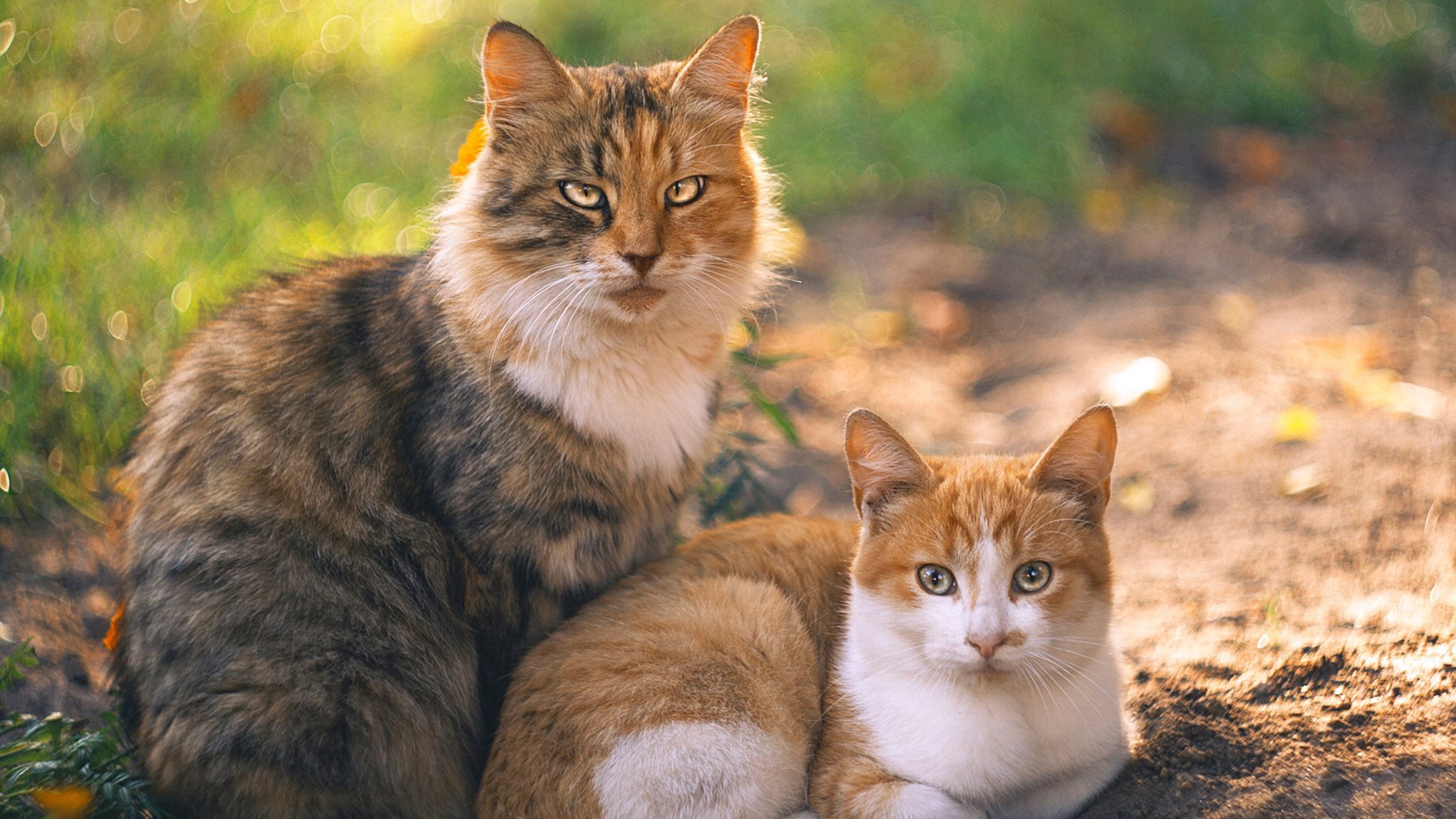 阿劳霍一锤定音,安哥拉提前终结悬念助皇马锁定胜局